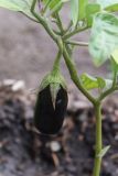 Solanum melongena. Развивающийся плод. Томская обл., г. Томск, пос. Заварзино, в культуре. 16.07.2022.