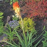 Kniphofia uvaria