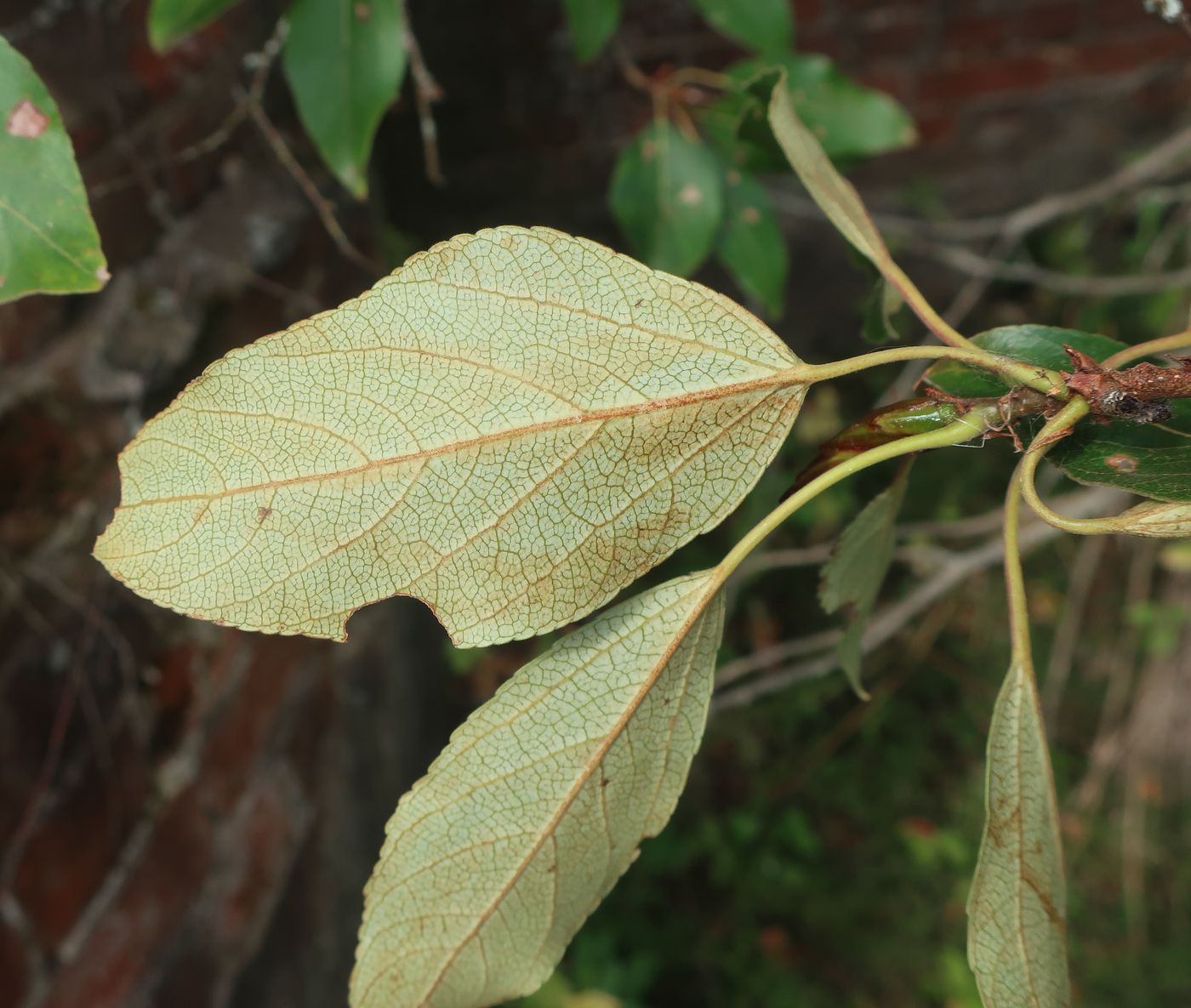 Image of Populus longifolia specimen.