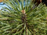 genus Pinus