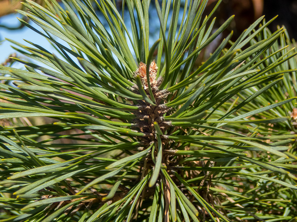 Image of genus Pinus specimen.