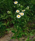 Erigeron annuus