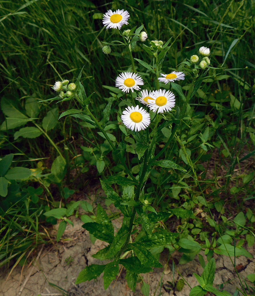 Изображение особи Erigeron annuus.