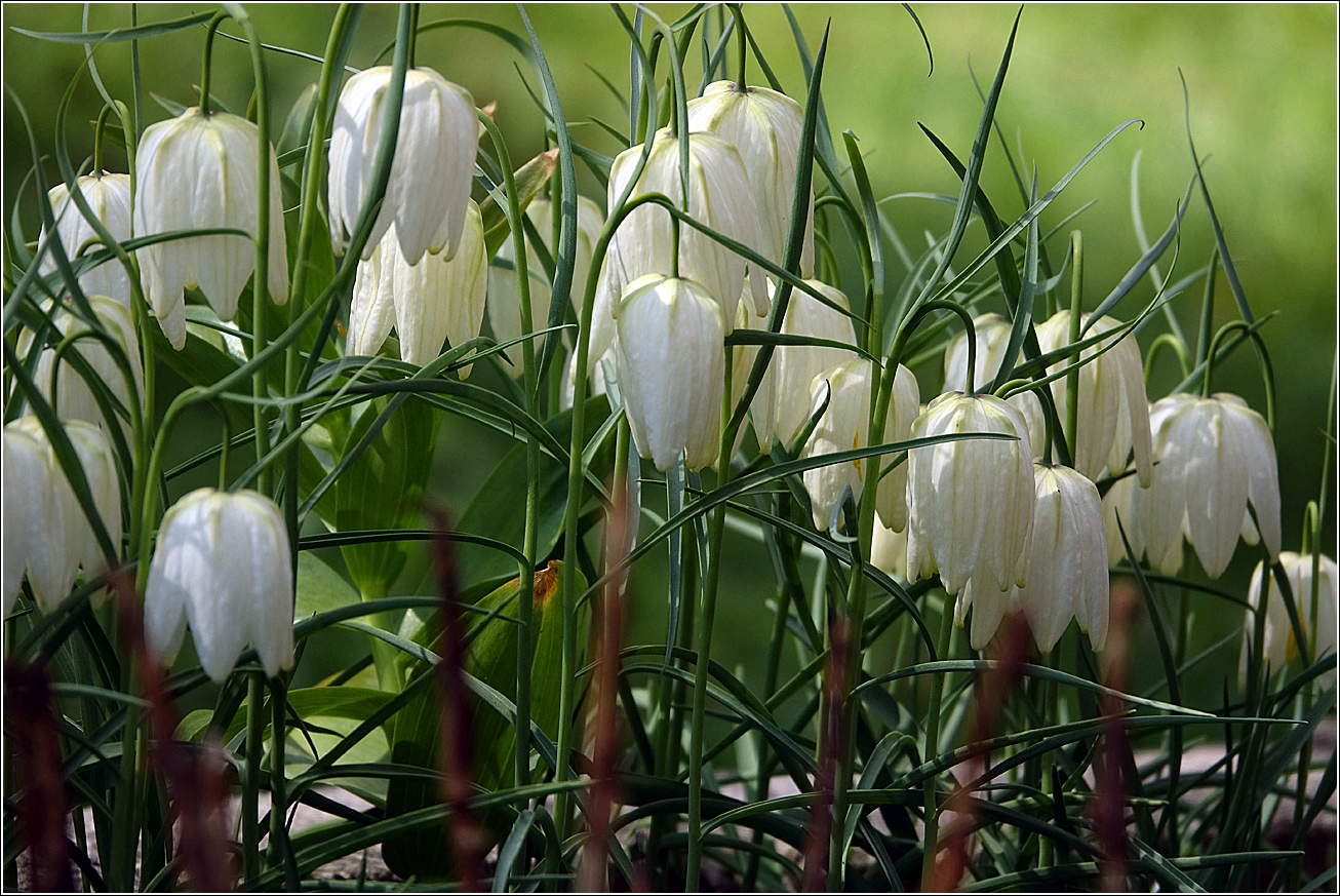 Изображение особи Fritillaria meleagris.