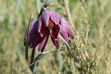 Fritillaria meleagris