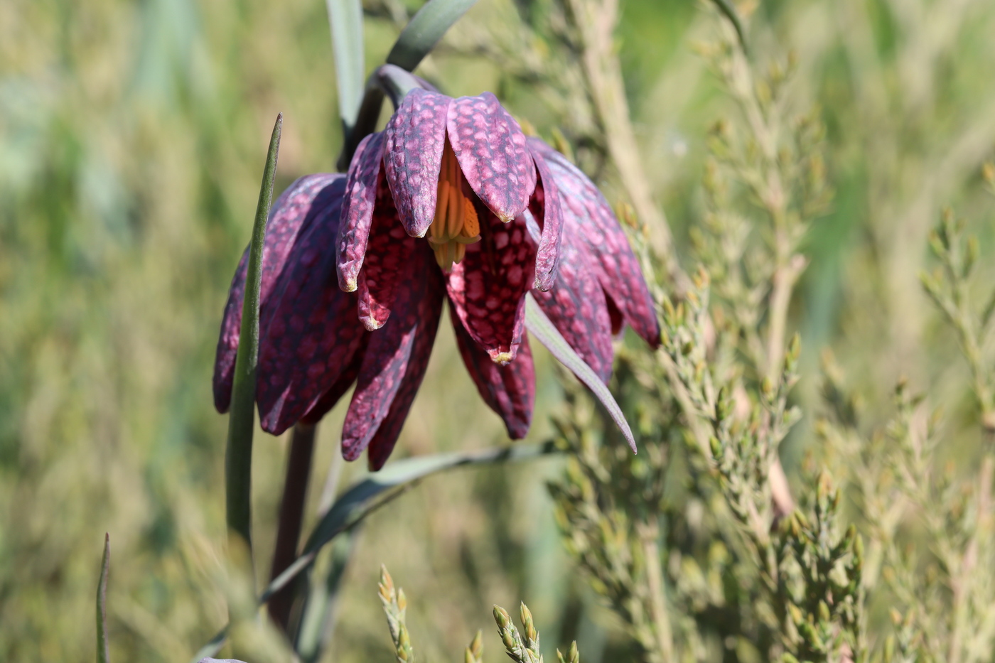 Изображение особи Fritillaria meleagris.