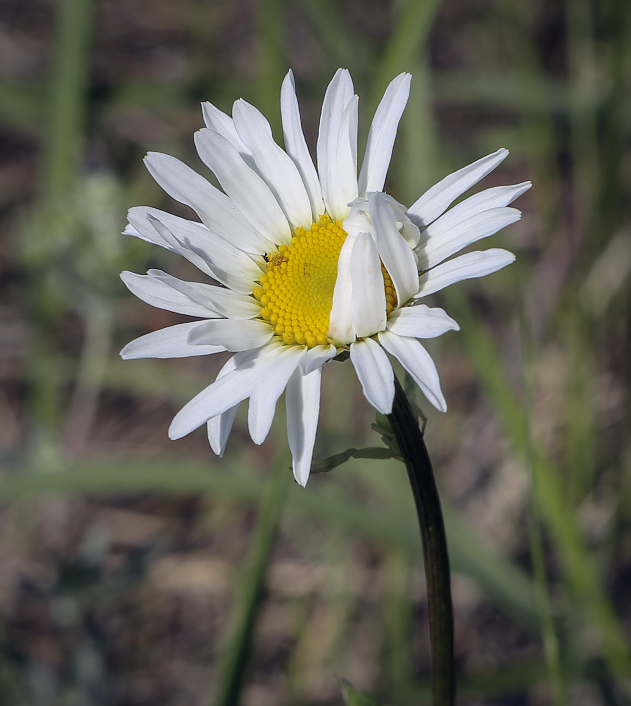 Image of Leucanthemum vulgare specimen.