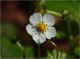 Fragaria vesca