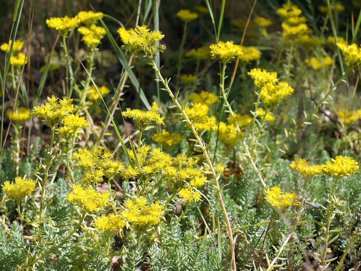 Image of Sedum reflexum specimen.