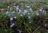 Gypsophila patrinii. Цветущие растения в каплях дождя. Республика Саха, Оленёкский улус, открытый участок горного плато, ок. 700 м н.у.м. 05.08.2023.