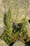 Athyrium distentifolium. Спороносящие растения. Кабардино-Балкария, Эльбрусский р-н, долина р. Ирик, среди камней у ручья. 20.08.2023.