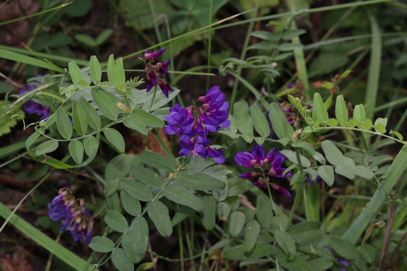 Изображение особи Vicia amoena.