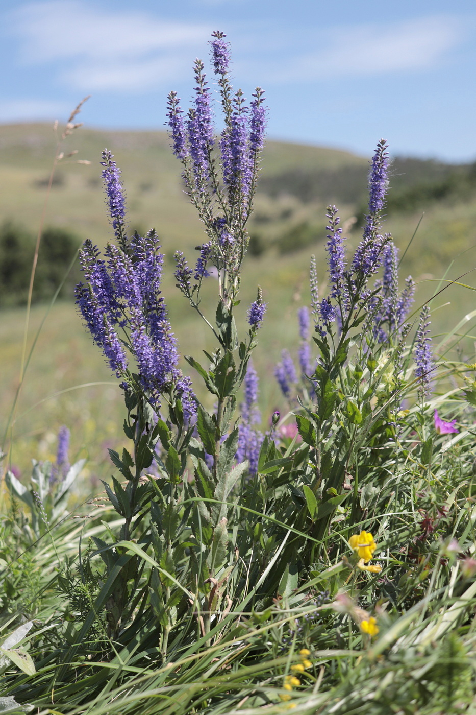 Image of Veronica spuria specimen.