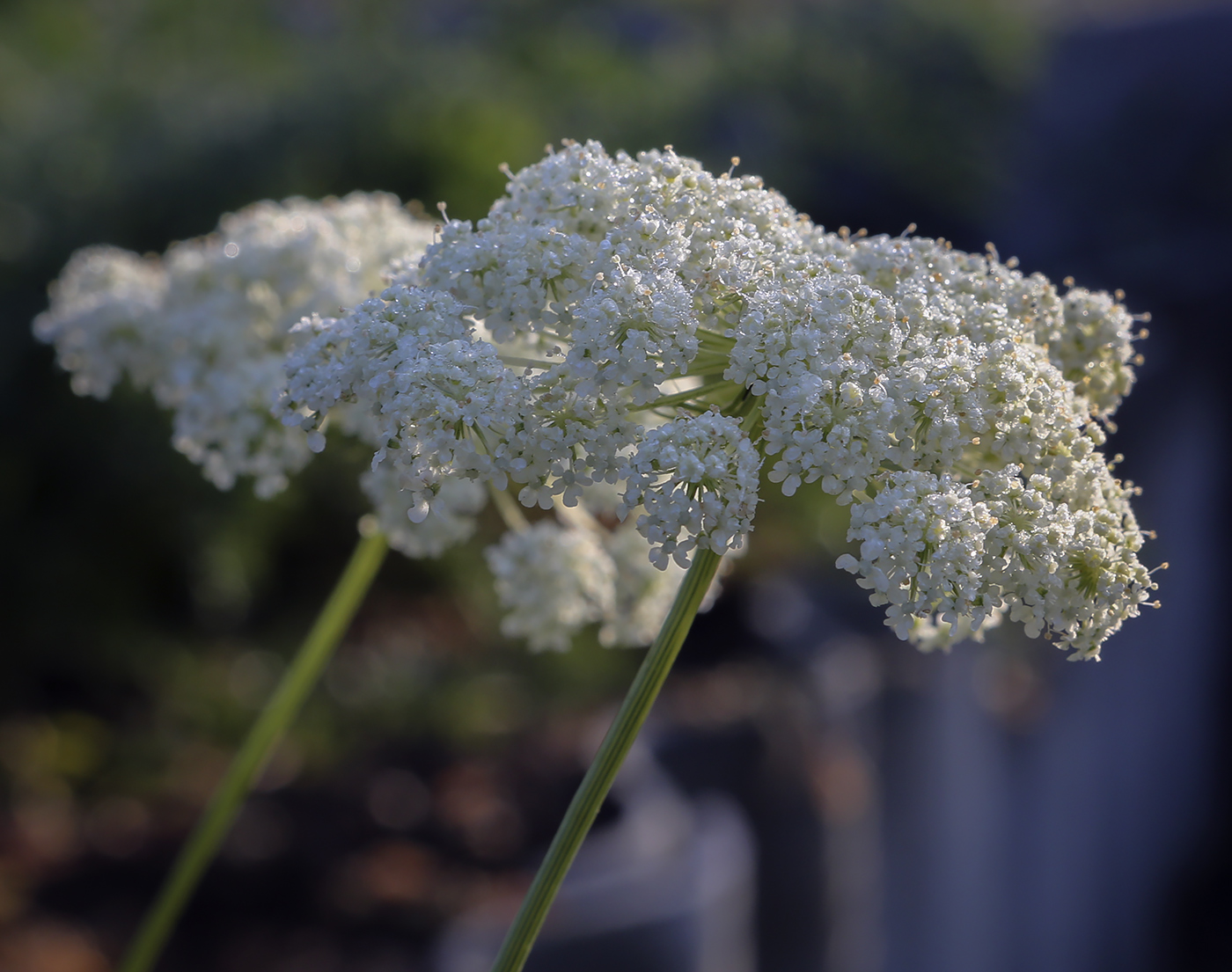 Image of Daucus sativus specimen.