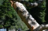 genus Betula. Часть ветви. Киргизия, Джалал-Абадская обл., Западный Тянь-Шань, долина р. Кара-Суу, ≈ 2000 м н.у.м., подножие скалистого склона, используемый под выпас участок луга. 14.07.2022.