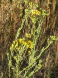 Senecio vernalis