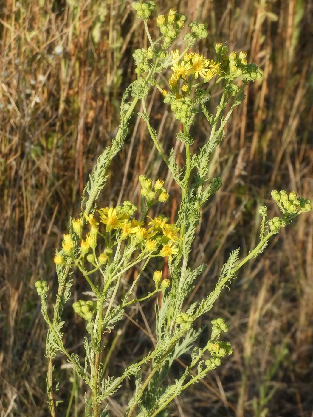 Изображение особи Senecio vernalis.