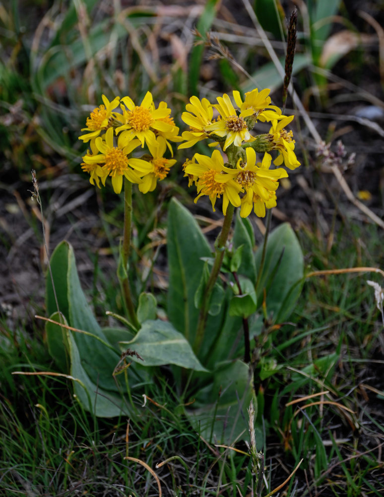 Изображение особи Ligularia alpigena.