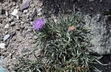 Saussurea leucophylla