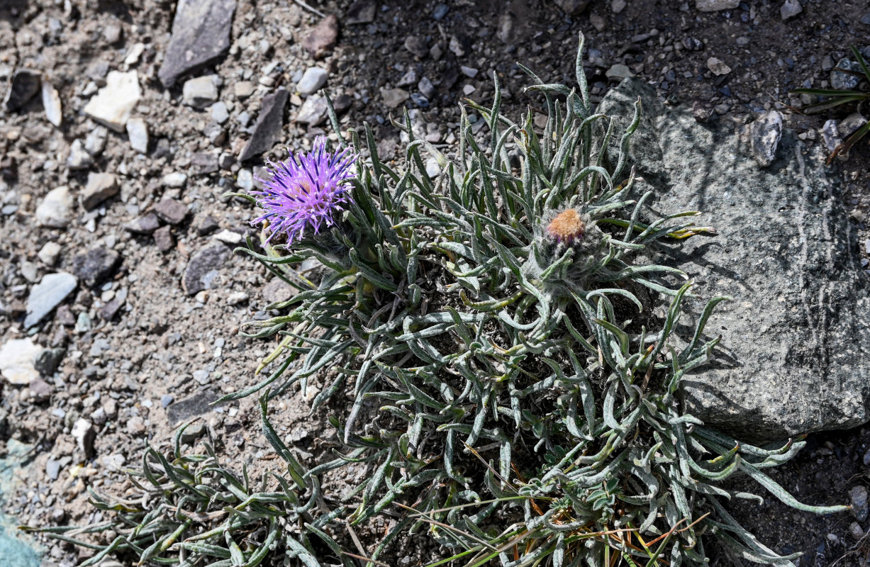 Изображение особи Saussurea leucophylla.