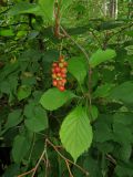 Schisandra chinensis. Веточка с созревающим плодом. Амурская обл., Архаринский р-н, окр. с. Кундур, широколиственный лес. 29.08.2023.