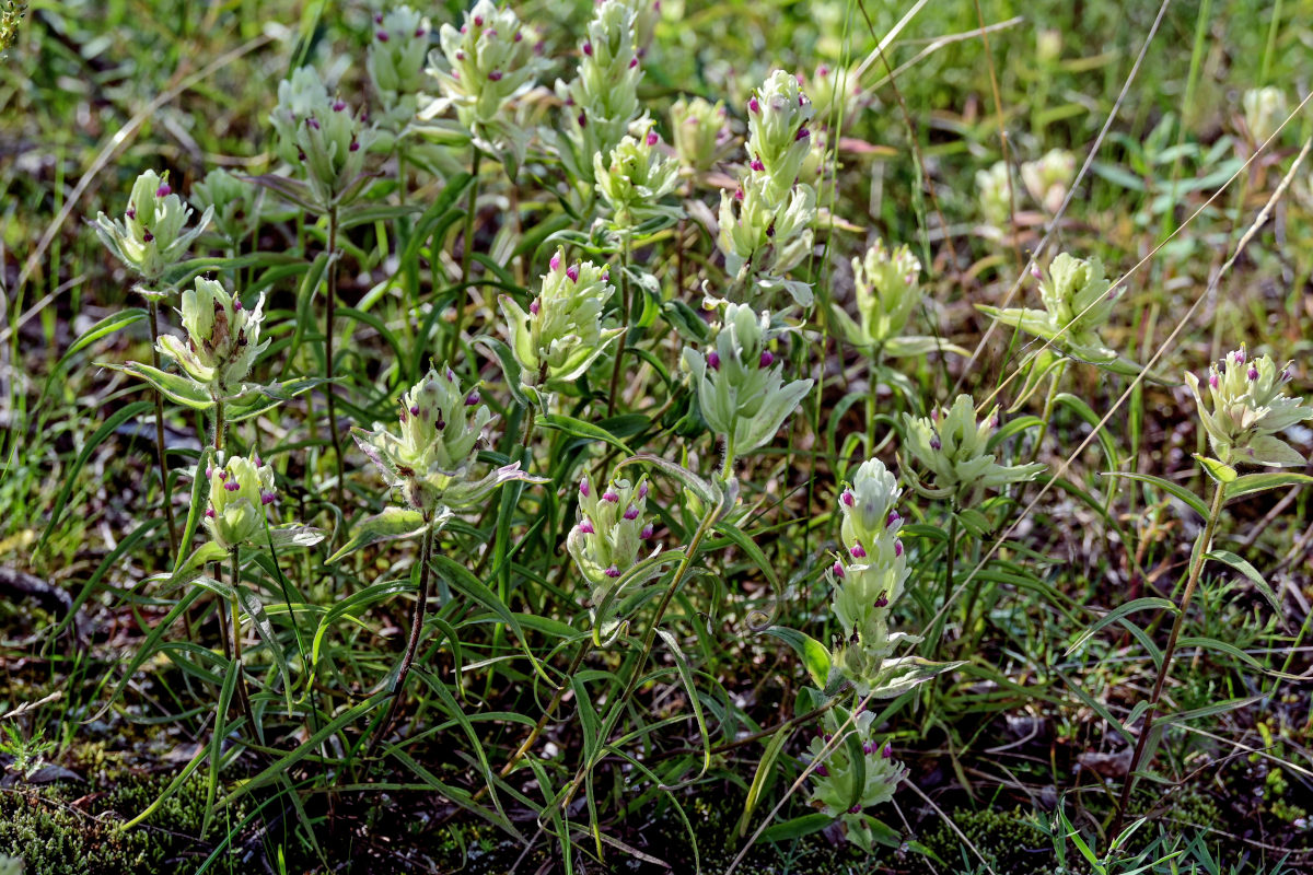 Изображение особи Castilleja hyparctica.