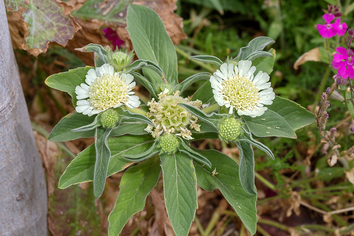 Изображение особи Lomelosia prolifera.