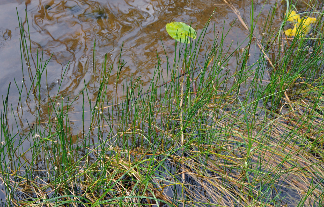 Image of genus Eleocharis specimen.