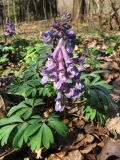 Corydalis solida. Цветущее растение. Смоленская обл., окр. г. Смоленска, еловый лес. 26.04.2009.