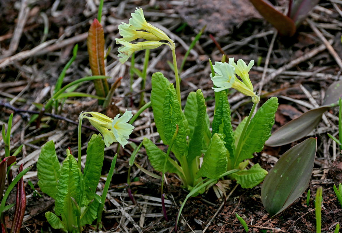 Image of Primula pallasii specimen.