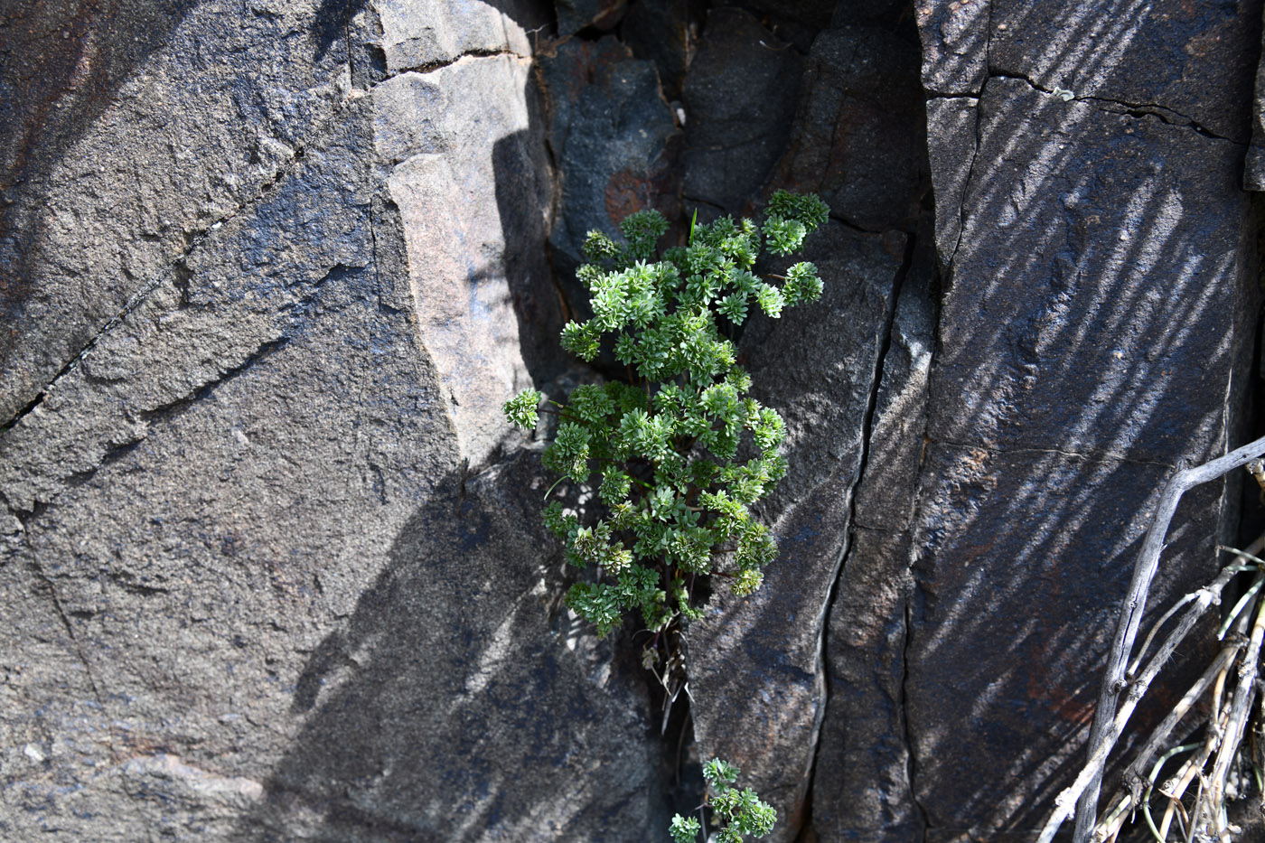 Image of Thalictrum isopyroides specimen.