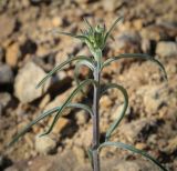 genus Erysimum