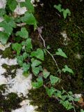 Hedera helix