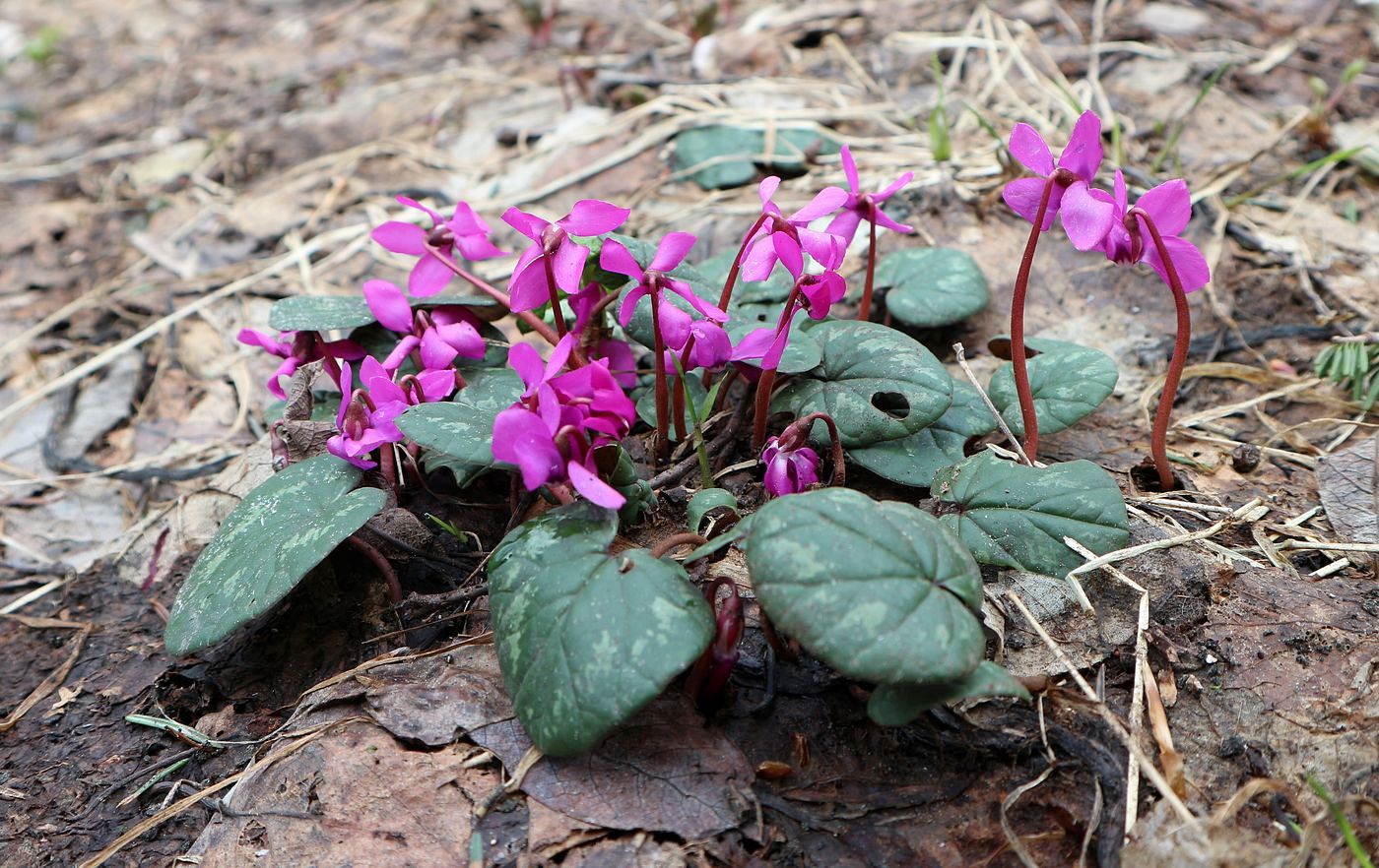 Image of Cyclamen coum specimen.