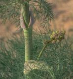 Ferula varia. Боковой побег с развивающим соцветием с бутонами. Узбекистан, Центральные Кызылкумы, закреплённые растительностью среднебугристые пески с кустарниково-травянистой растительностью. 11 апреля 2024 г.