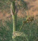 Image of taxon representative. Author is Бахтиёр Мардонов