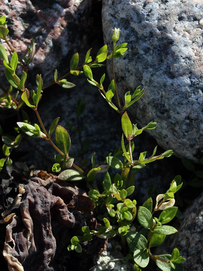 Изображение особи Stellaria crassifolia.