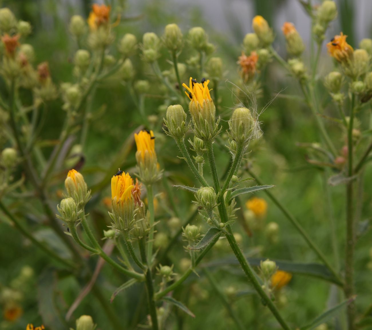 Image of Picris hieracioides specimen.