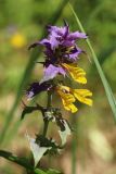 Melampyrum nemorosum
