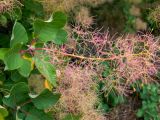 Cotinus coggygria