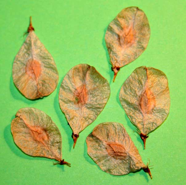 Image of Ulmus glabra specimen.