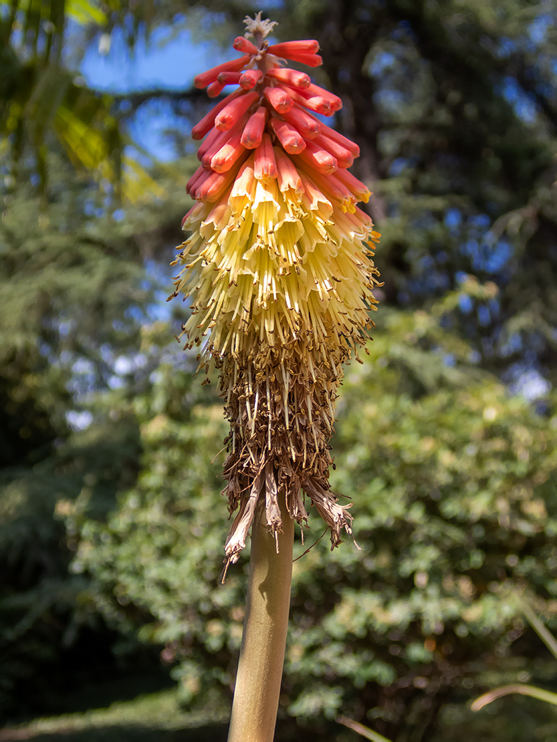 Изображение особи Kniphofia uvaria.