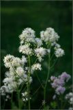 Thalictrum aquilegiifolium. Соцветие. Тульская обл., пос. Дубна, выращен на дачном участке из семян, собранных в мелколиственном лесу в окр. дер. Ясеновое Дубенского р-на. 01.06.2010.