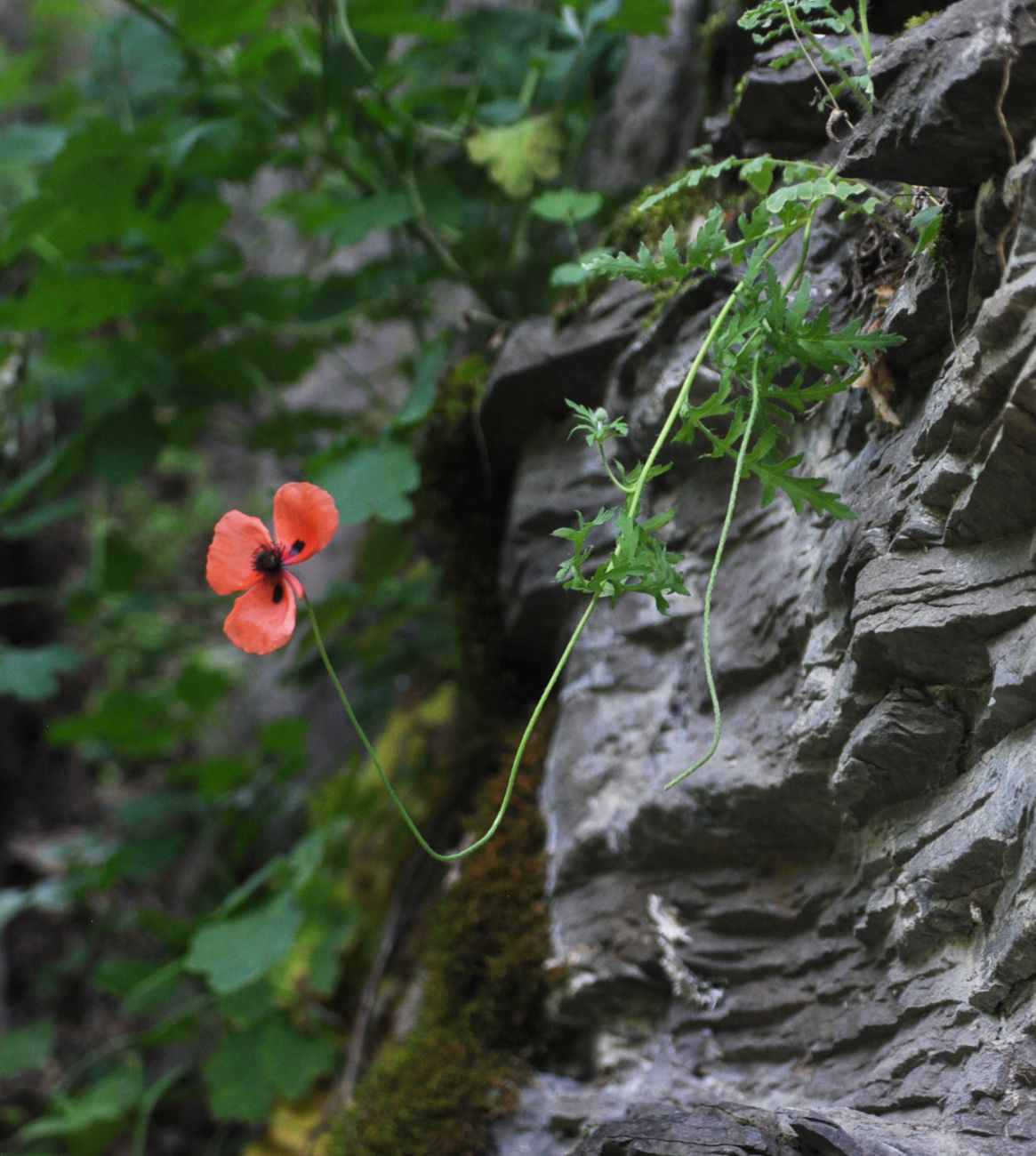 Изображение особи род Papaver.