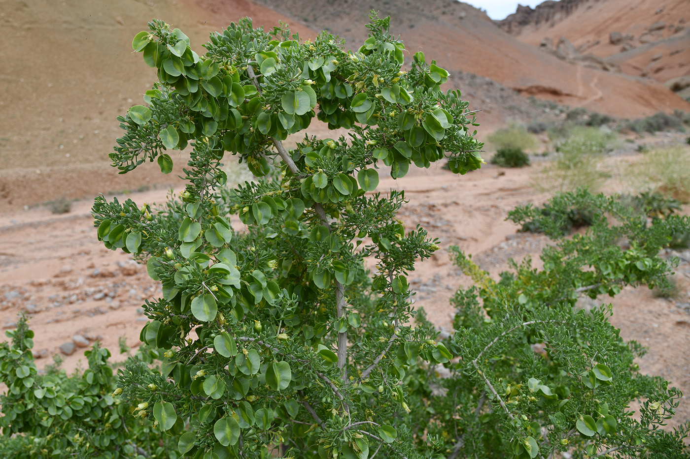 Изображение особи Zygophyllum ferganense.