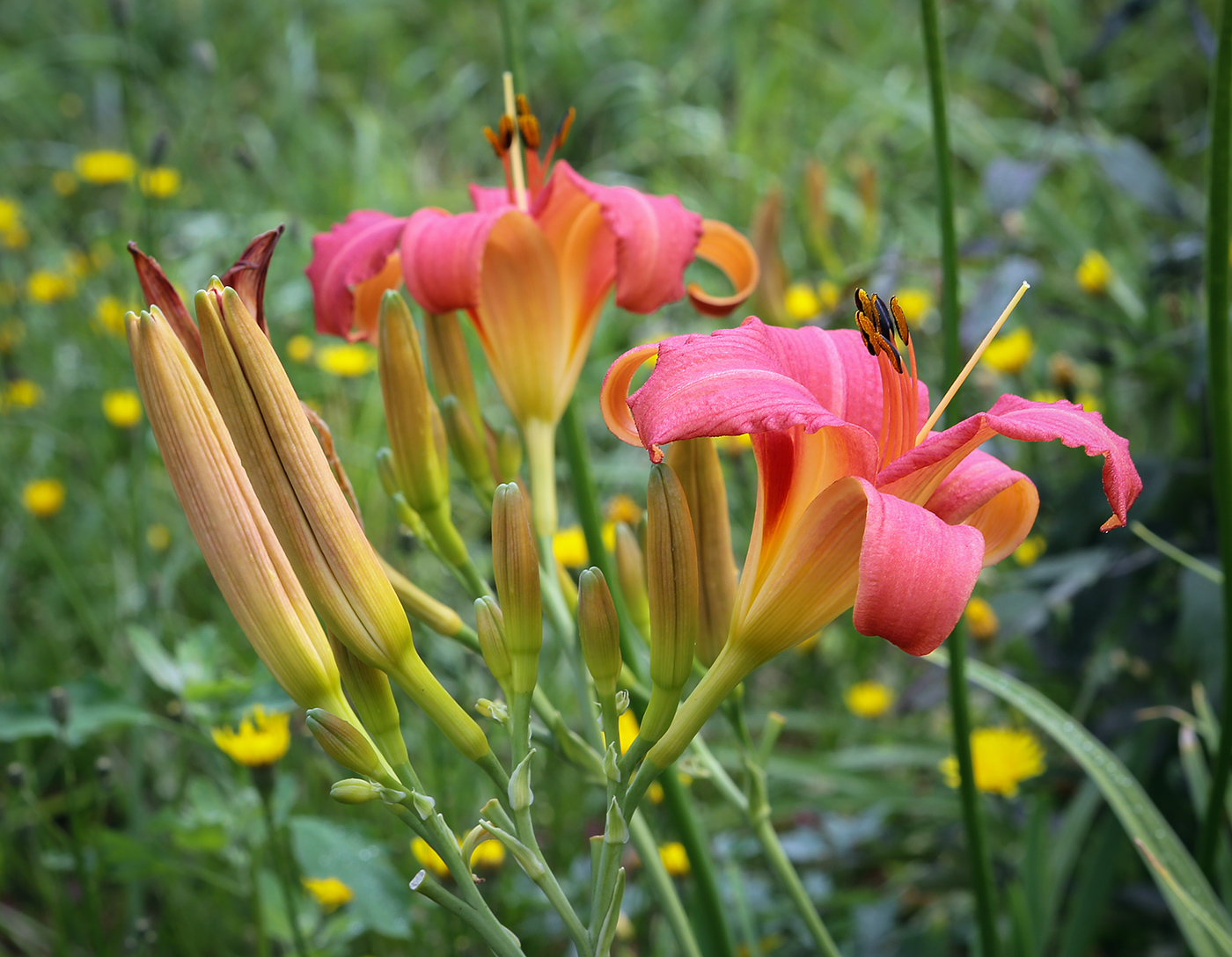 Изображение особи Hemerocallis &times; hybrida.