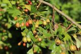 Crataegus monogyna