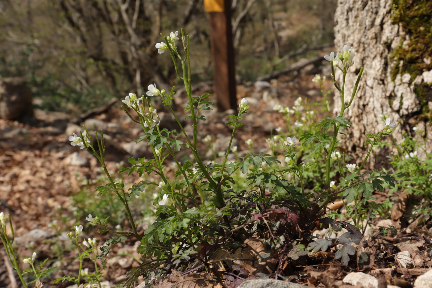 Изображение особи Cardamine graeca.