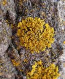 Oxneria fallax