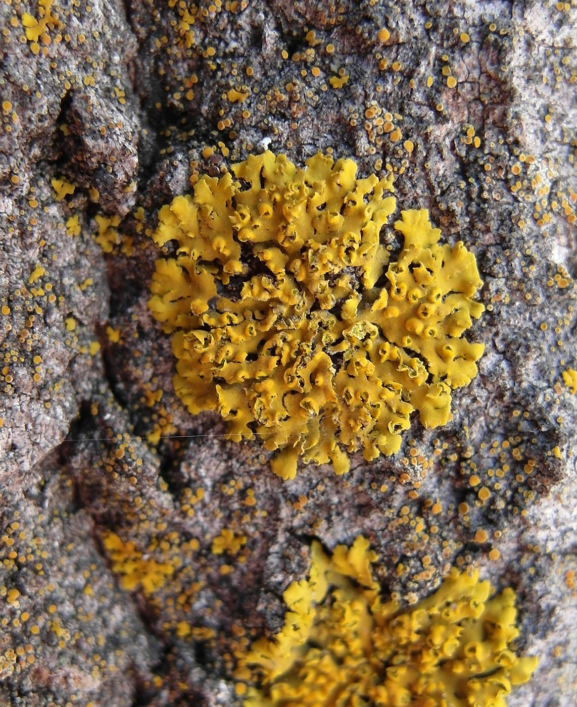 Image of Oxneria fallax specimen.
